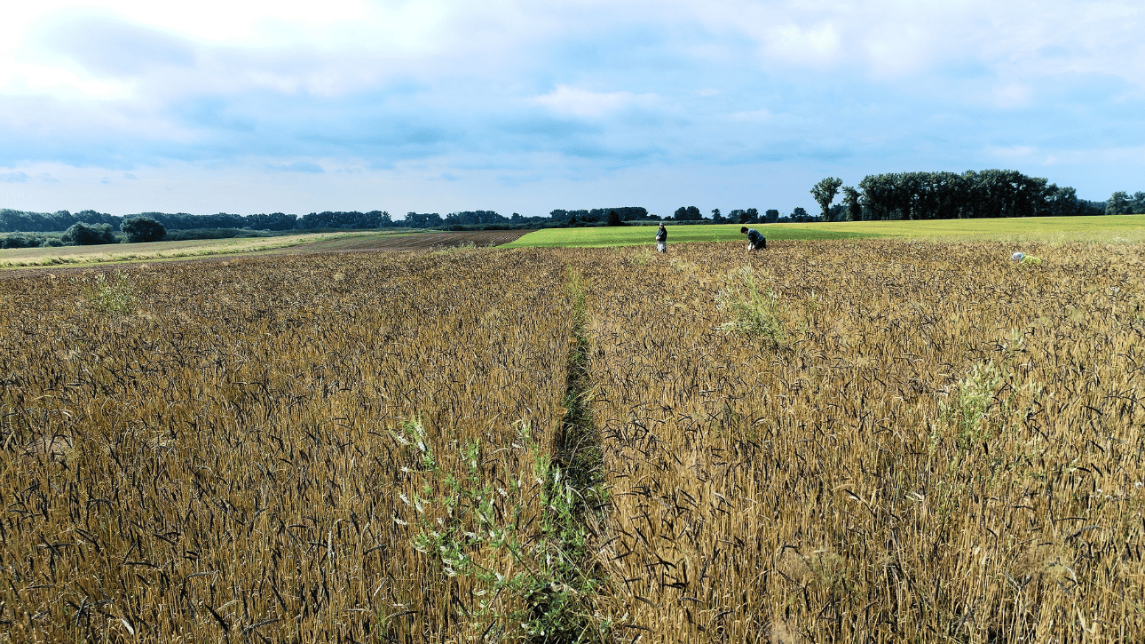 Ocena zachwaszczenia